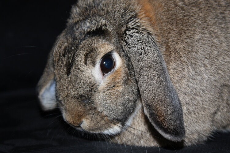 Dwarf lop rabbit