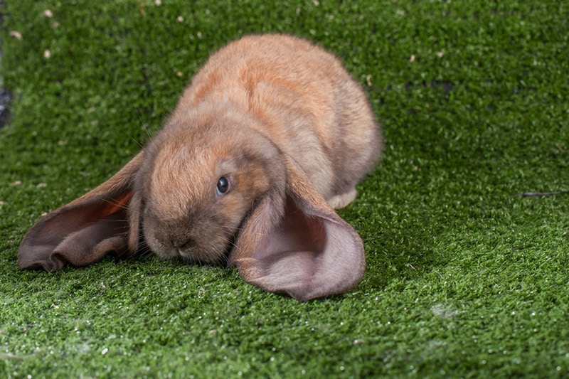 english lop rabbbit on green grass