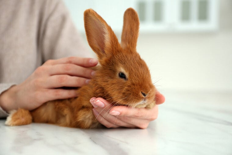 Do Rabbits Purr? Facts, Sounds & FAQ | Hepper Pet Resources