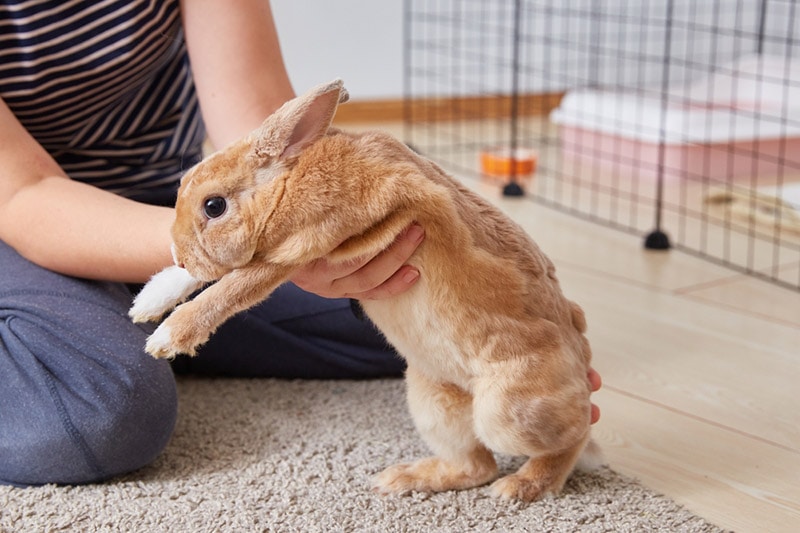 female owner holding her rabbit