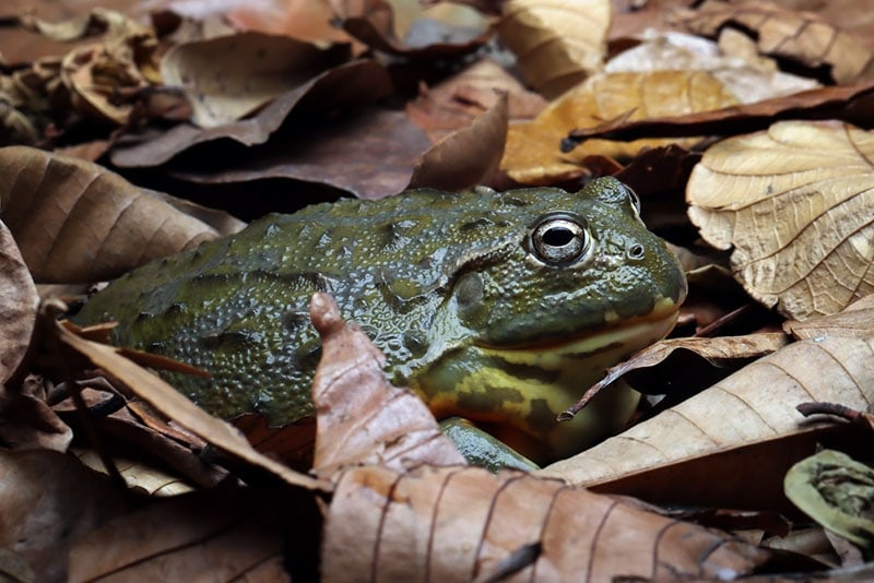 female pixie frog or african bullfrog hiding on dry leaves
