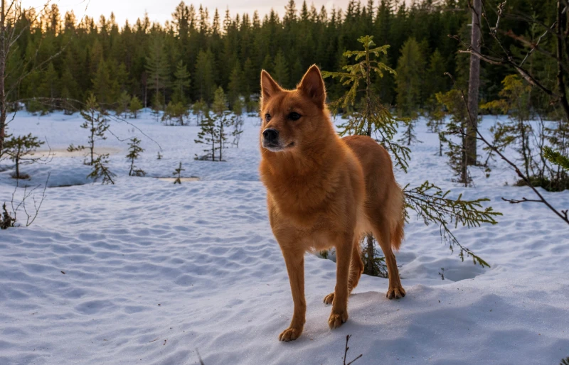 finnish spitz out in the snow in the woods