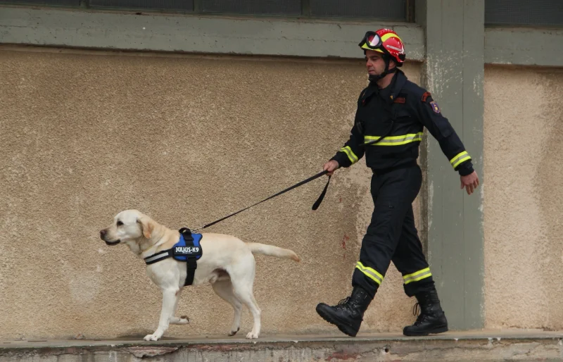 firefighter with a leashed search and rescue dog