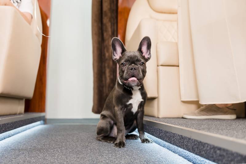 french bulldog sitting on the plane