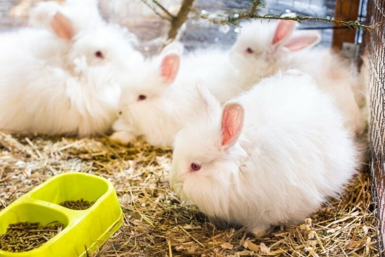 How Much Do Angora Rabbits Cost? 2026 Price Guide | Hepper Pet Resources