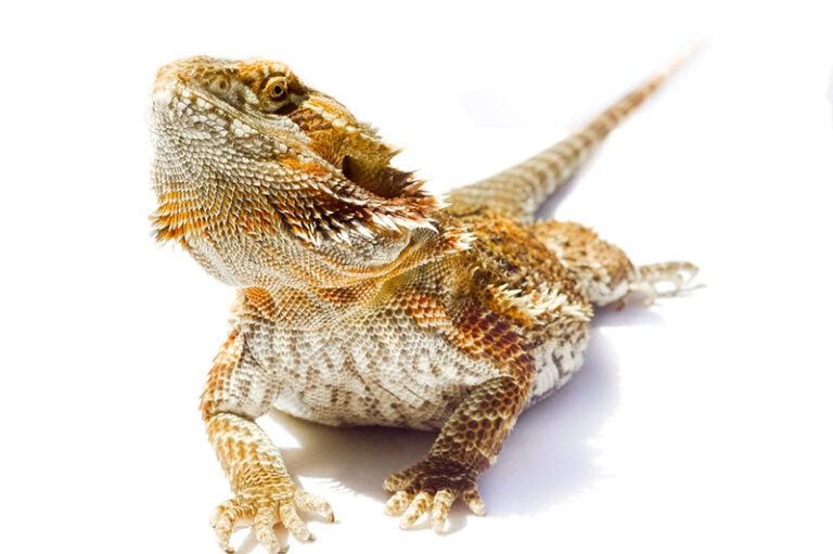 How Much Are Bearded Dragons at PetSmart? 2025 Price Update | Hepper