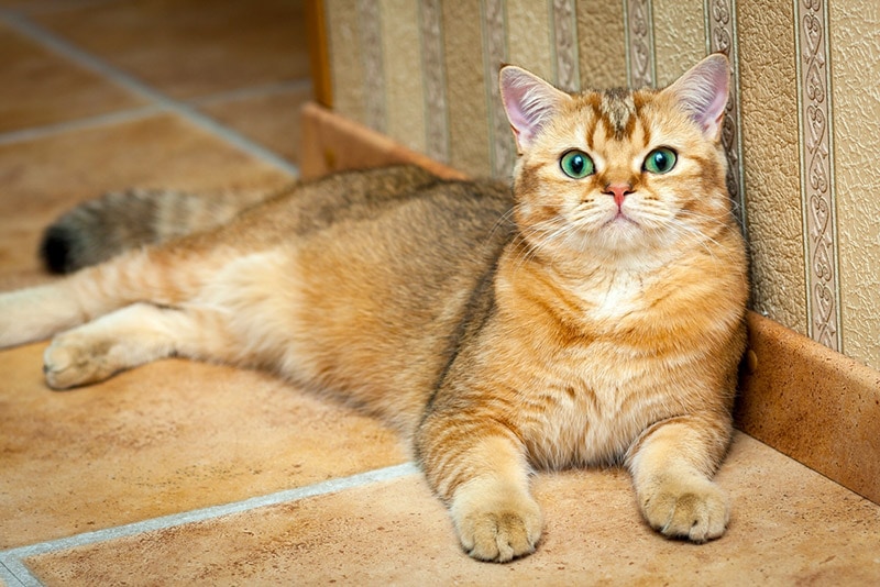 golden british shorthair cat lying on the floor
