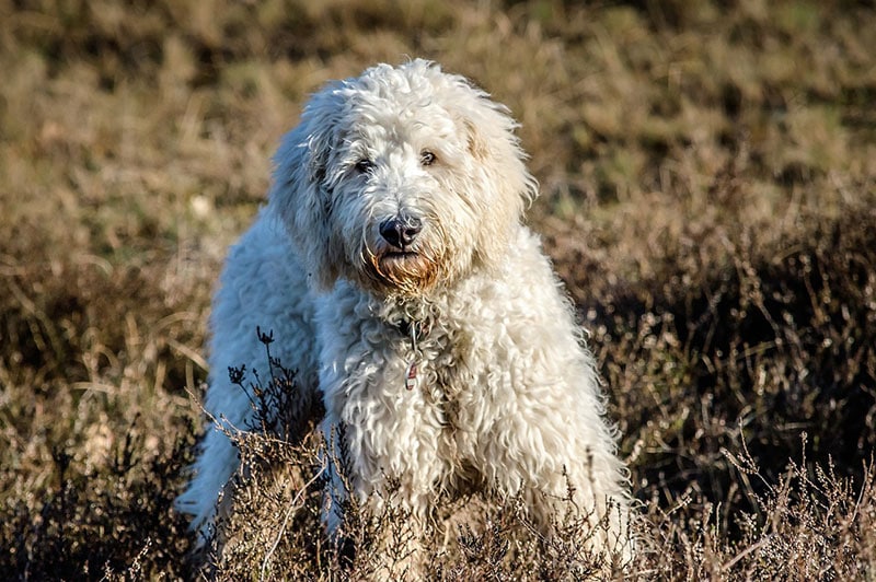 goldendoodle dog standing on grass