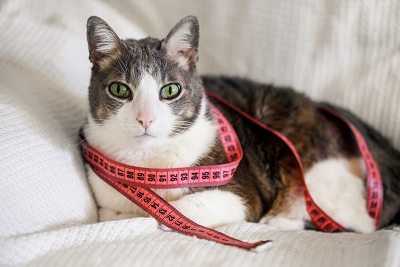 gray-white cat with measure tape