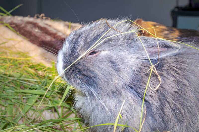 grey baby Jersey Wooly rabbit eating