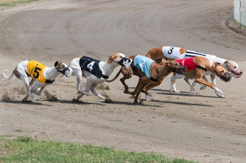 greyhound dogs racing