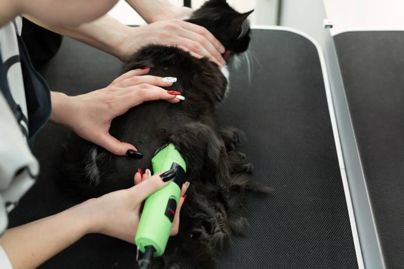 groomer shaves black cat with owner helping her