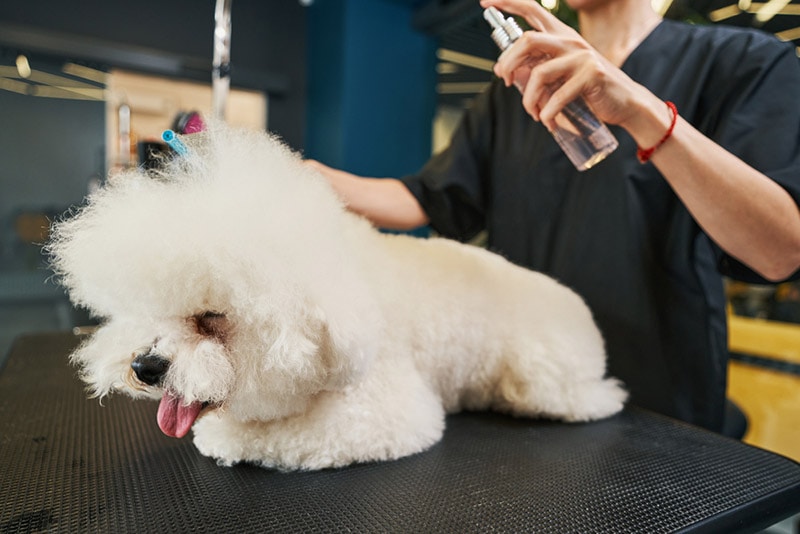 groomer spraying the white dog