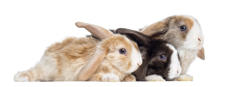 Group of Mini Satin rabbits on white background