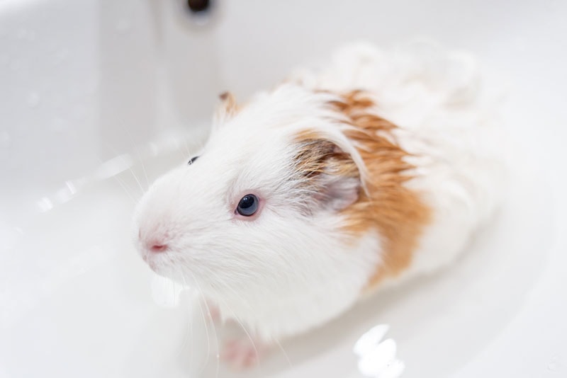 guinea pig having a bath in a sink
