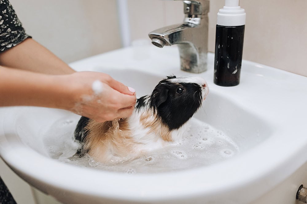 guinea pig having a bath in the sink