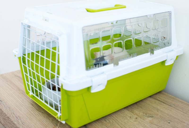 guinea pig inside a travel cage