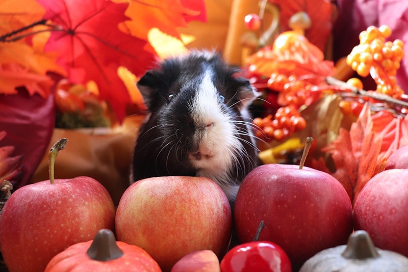 guinea pig with red apples