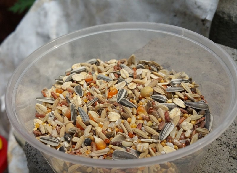 hamster food in a plastic container
