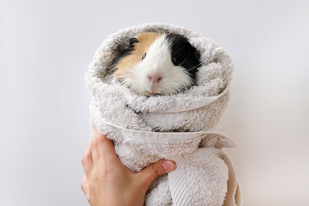 hand holding a guinea pig wrapped in towel