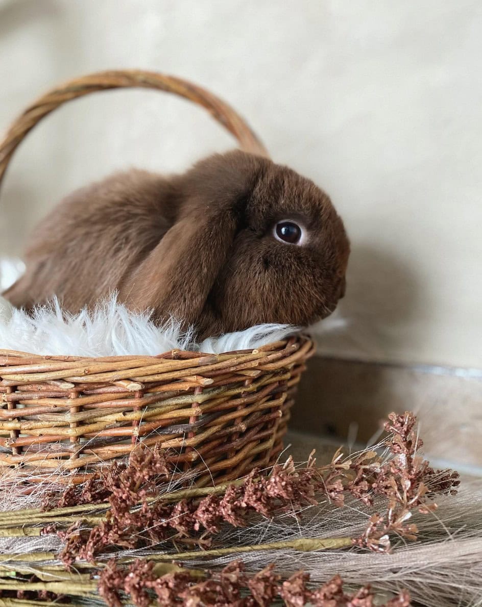 havana brown rabbit in a basket