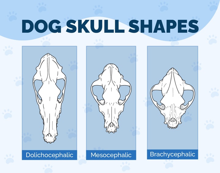 Dog skull anatomy