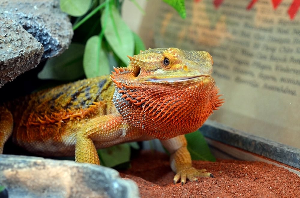 inland bearded dragon