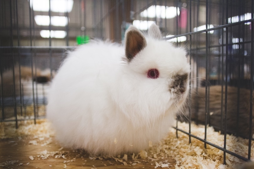 jersey wooly rabbit