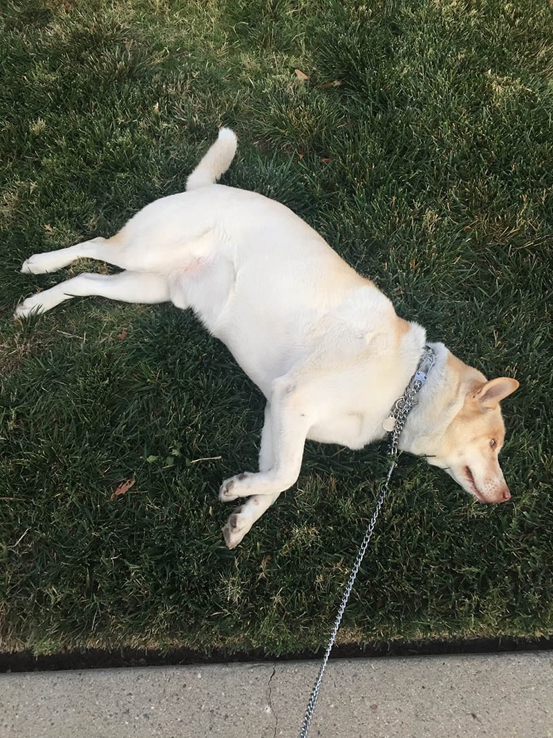 Jindo husky mix lying on the grass
