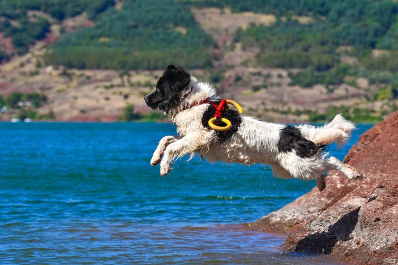 landseer water work rescue dog