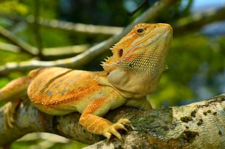 Leather Back Bearded Dragons Info Pictures Habitat Care Guide Leather Back Bearded Dragons Info Pictures Habitat Care Guide