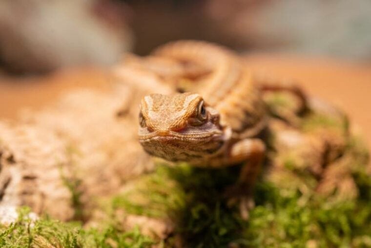 Translucent Bearded Dragon: Size, Pictures, Habitat & Care Guide ...