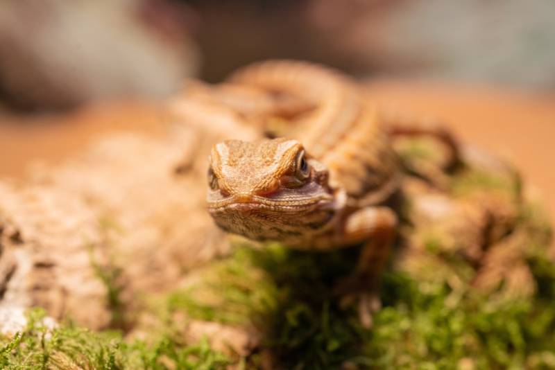 leatherback translucent bearded dragon