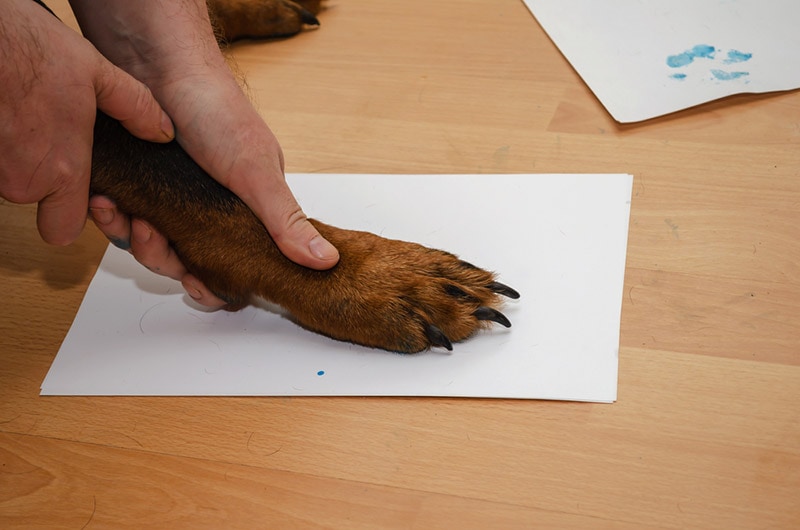 male hands presses his dog's paw against a sheet of paper