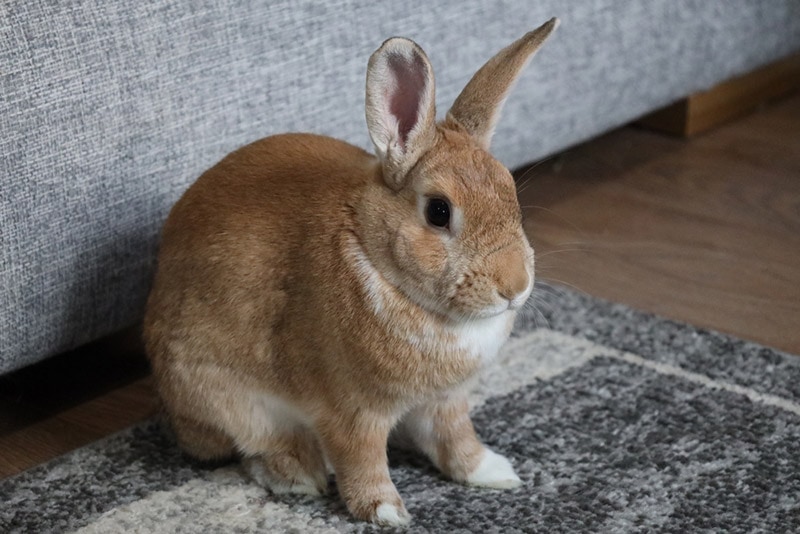 mini rex rabbit at home