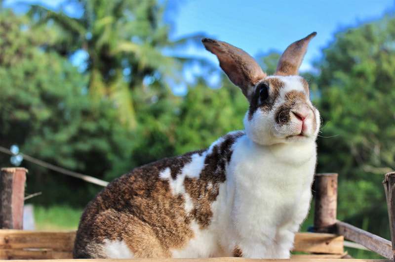 mini rex rabbit close up