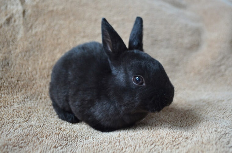 When Are Rabbits Most Active? Facts & FAQ | Hepper Pet Resources