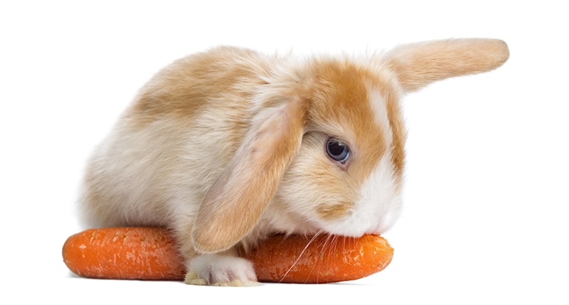 mini satin lop rabbit eating carrot