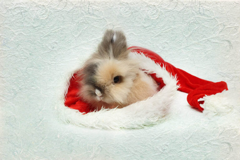 Miniature Lion Lop Rabbit: Facts, Care, Diet, Pictures & More | Hepper ...