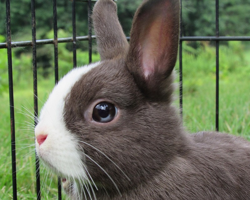netherland dwarf rabbit in a cage