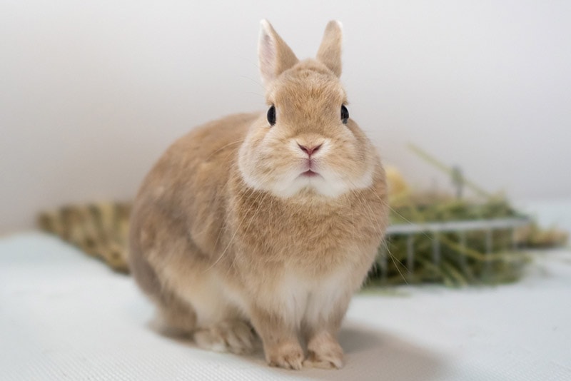 netherland dwarf rabbit sitting indoor