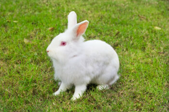 Lavender Nz Rabbit New Zealand Rabbit: Breed Info, Pictures, Temperament & Traits | Hepper ...