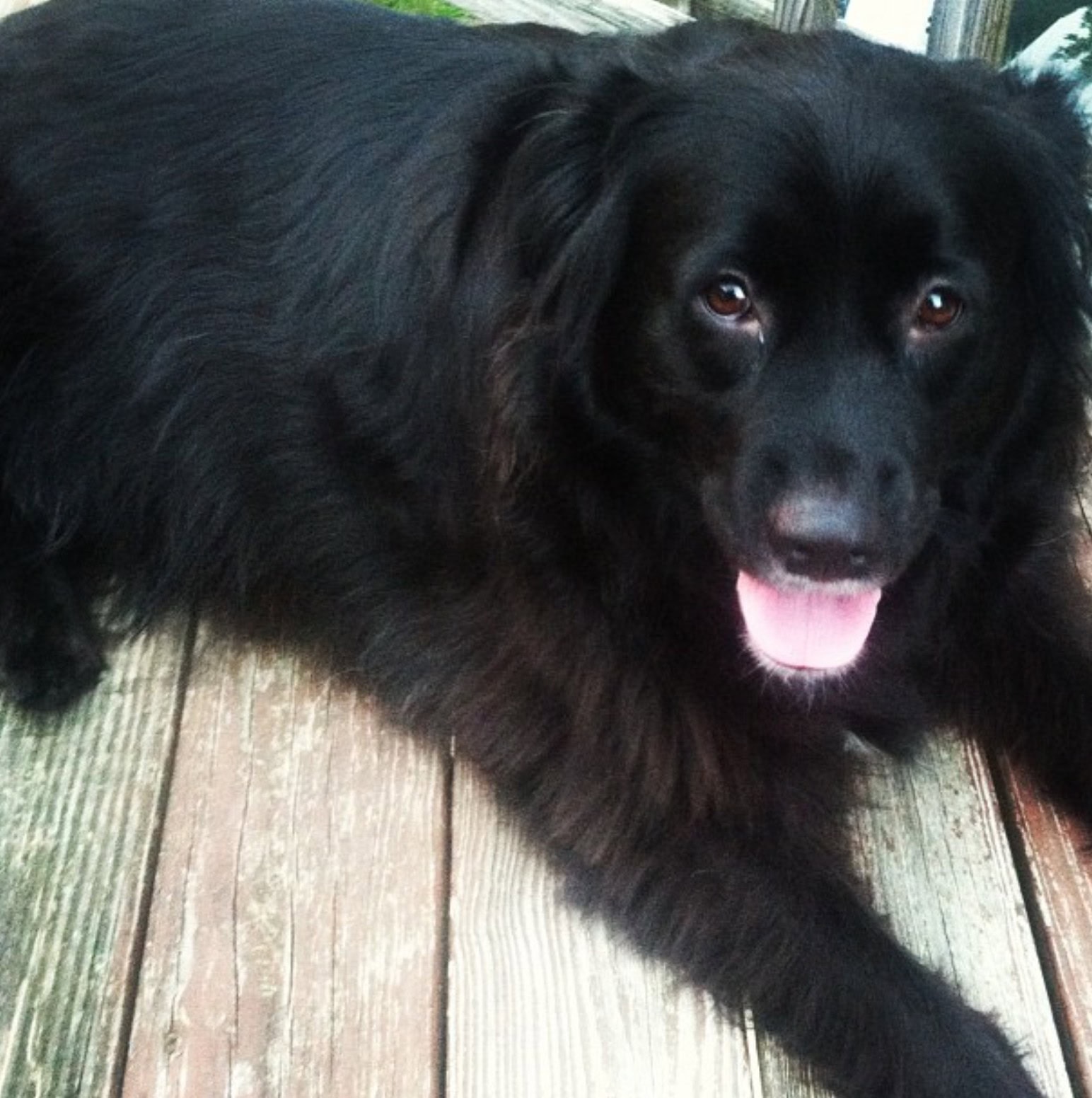 newfie pitbull lying on a deck