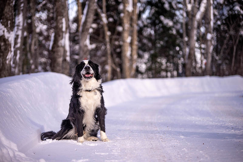 newfoundland bernese mix sitting on the snow