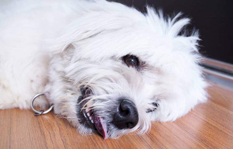 old white dog lying on a wooden floor