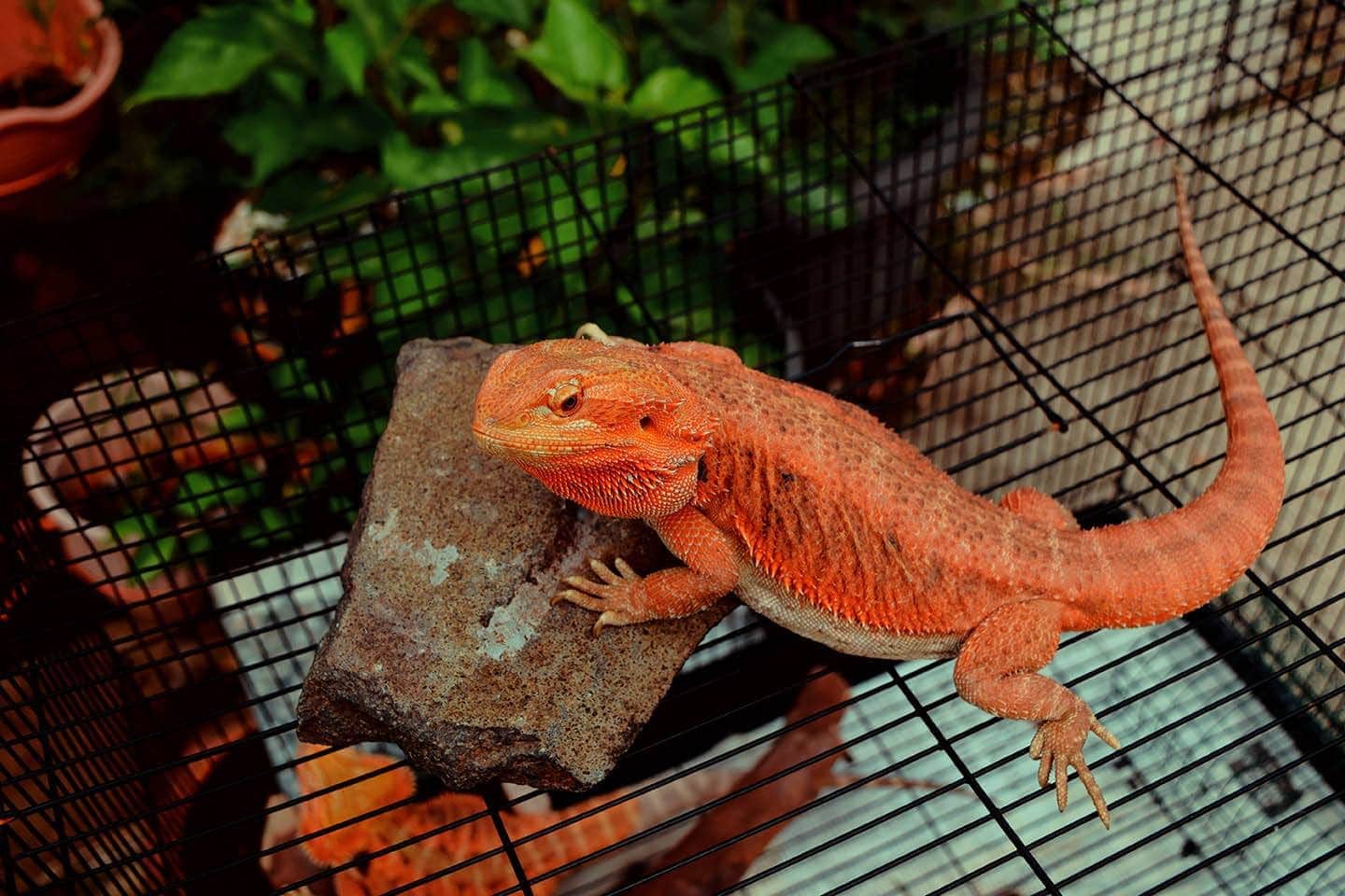 orange bearded dragon