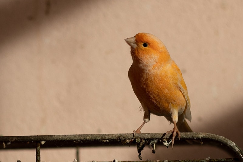 orange canary