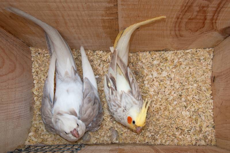 pair of cockatiels in a nest box incubating eggs