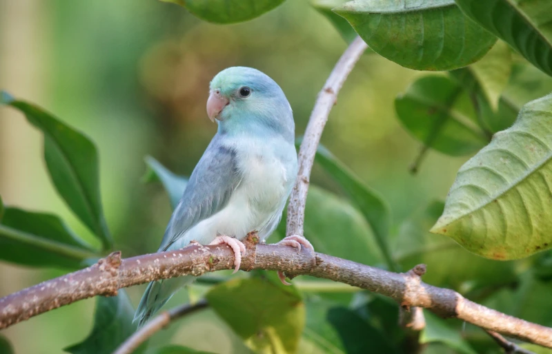 parrotlet pied blue turquoise color perched on a branch