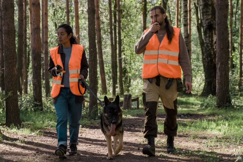 people with orange vests walking in woods with search and rescue german shepherd dog
